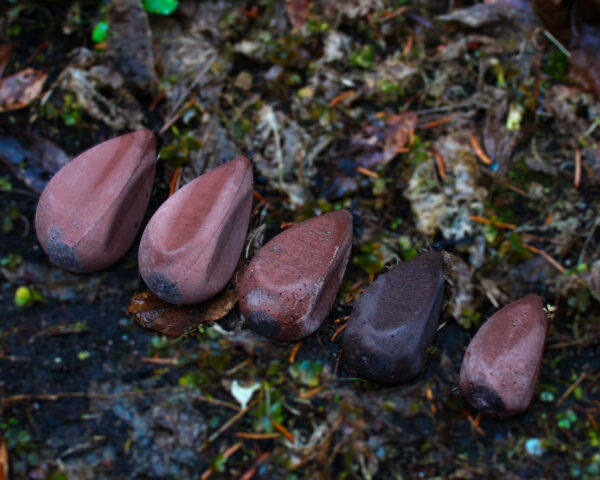 Econcretes Distance svins ar griezuli